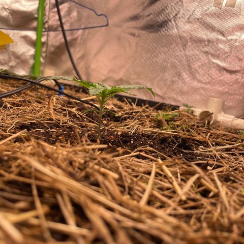 Special Kush growlog timeline photo