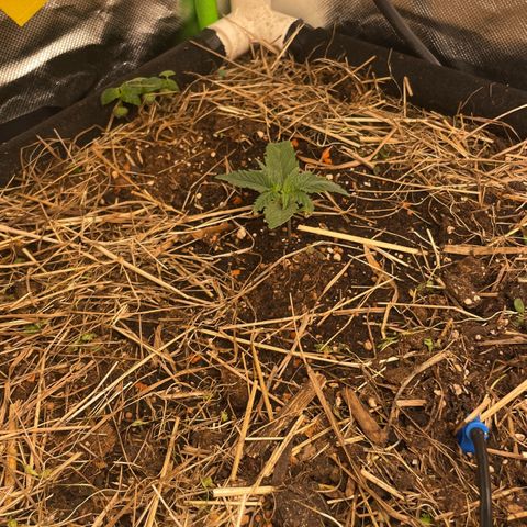 Special Kush growlog timeline photo