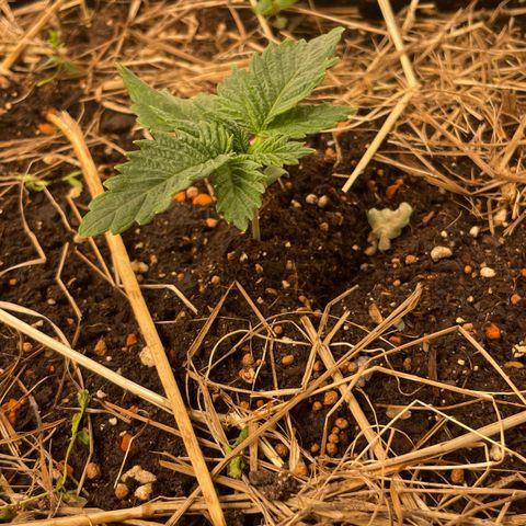 Special Kush growlog timeline photo