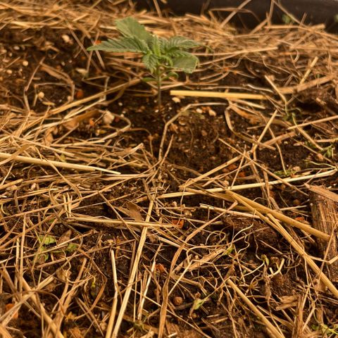 Special Kush growlog timeline photo