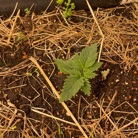 Special Kush growlog timeline photo