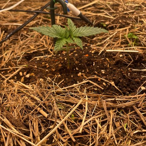 Special Kush growlog timeline photo