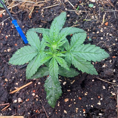 Special Kush growlog timeline photo