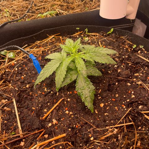Special Kush growlog timeline photo