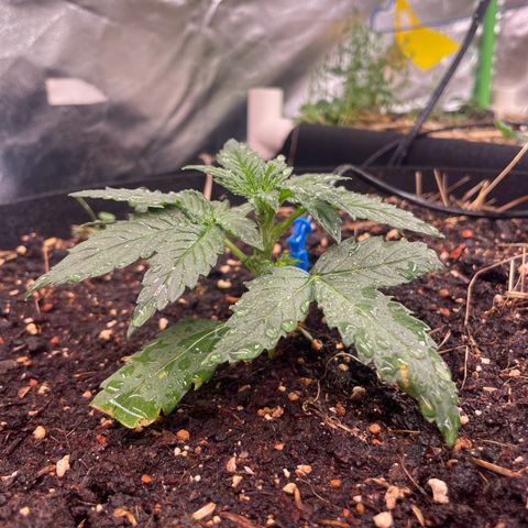 Special Kush growlog timeline photo