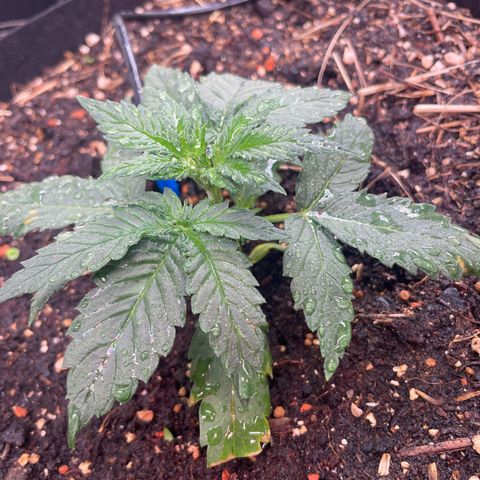 Special Kush growlog timeline photo