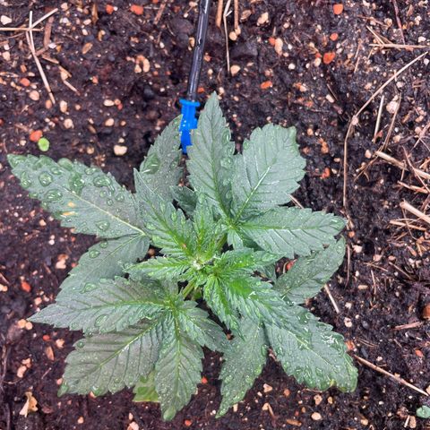 Special Kush growlog timeline photo