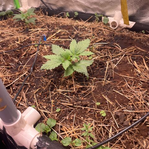Special Kush growlog photo: Sie befinden sich noch im Sämlinge fase 