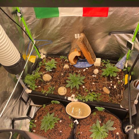 Special Kush growlog photo: Vollgas
