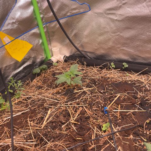 Special Kush growlog photo: Sie befinden sich noch im Sämlinge fase 