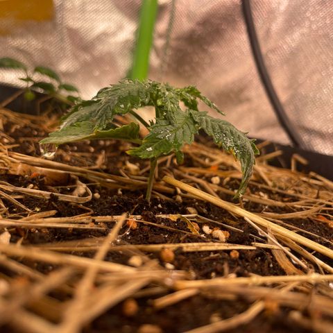 Special Kush growlog timeline photo