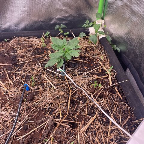 Special Kush growlog photo: Sie befinden sich noch im Sämlinge fase 