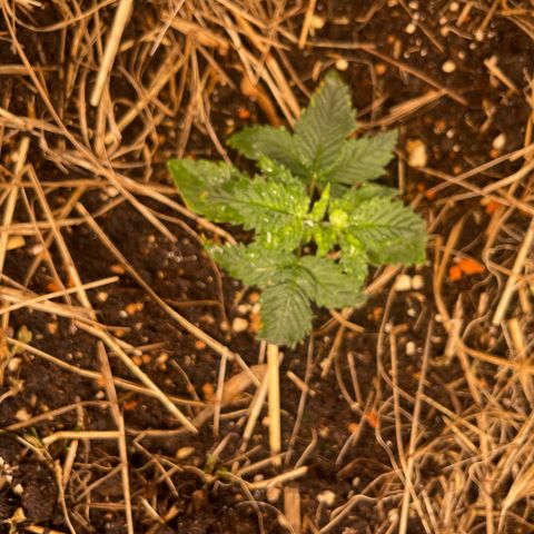 Special Kush growlog timeline photo
