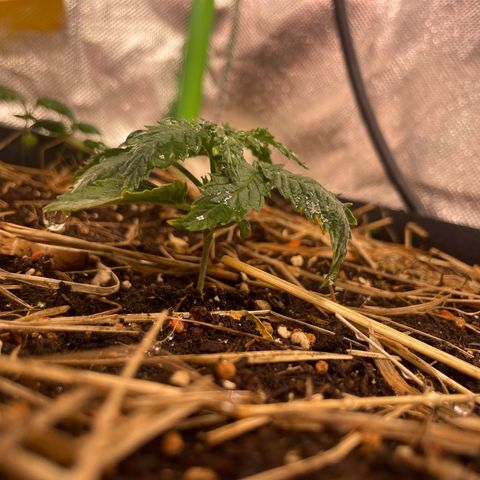 Special Kush growlog timeline photo