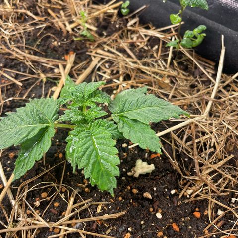 Special Kush growlog timeline photo