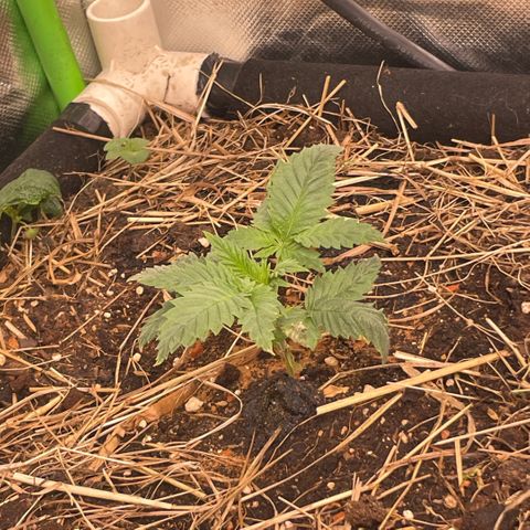 Special Kush growlog photo: Sie befinden sich noch im Sämlinge fase 