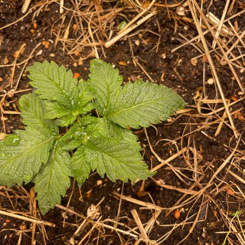 Special Kush growlog timeline photo