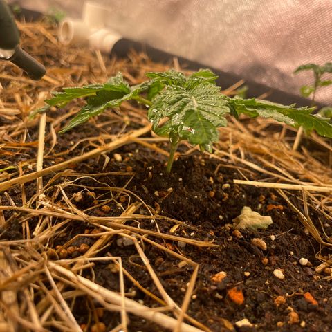 Special Kush growlog timeline photo