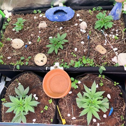 Special Kush growlog timeline photo