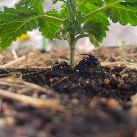 Special Kush growlog timeline photo