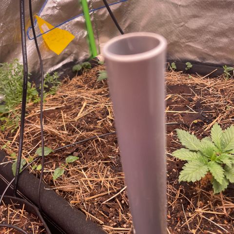 Special Kush growlog photo: Sie befinden sich noch im Sämlinge fase 