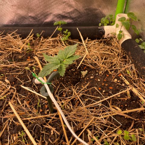 Special Kush growlog photo: Sie befinden sich noch im Sämlinge fase 