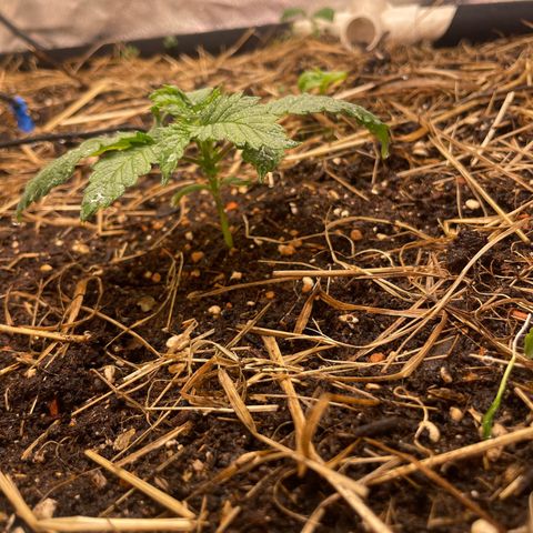 Special Kush growlog timeline photo