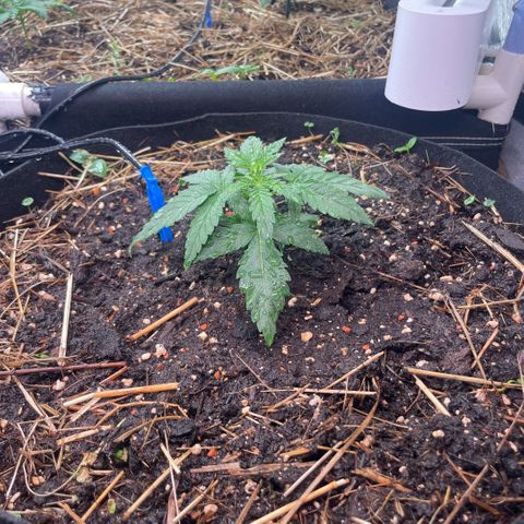 Special Kush growlog timeline photo