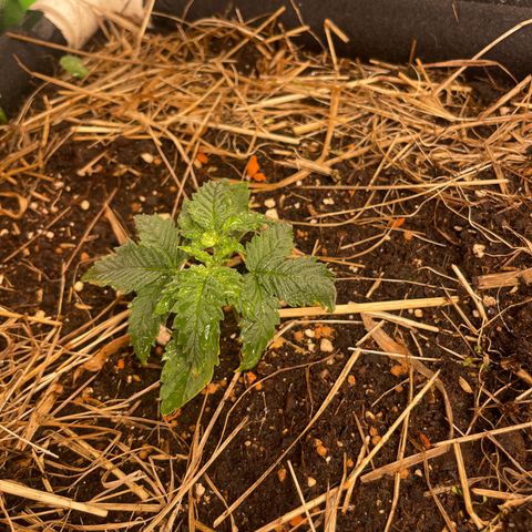 Special Kush growlog timeline photo