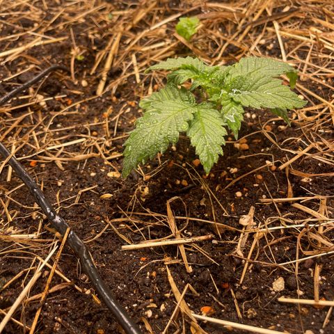 Special Kush growlog timeline photo