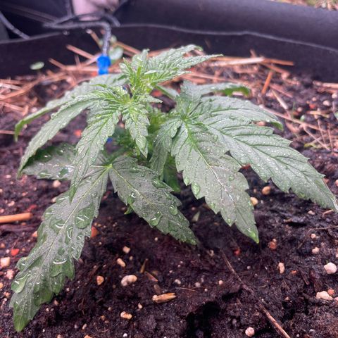 Special Kush growlog timeline photo