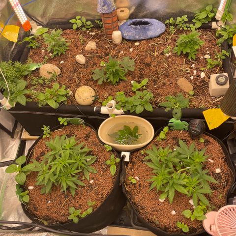 Special Kush growlog photo: Neues Jahr mit neuer LED und Kontrollsystem 