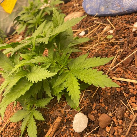 Special Kush growlog timeline photo