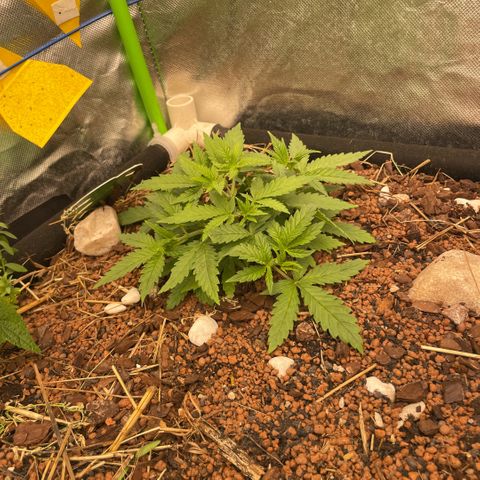 Special Kush growlog timeline photo
