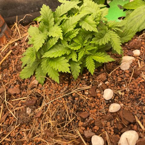 Special Kush growlog timeline photo