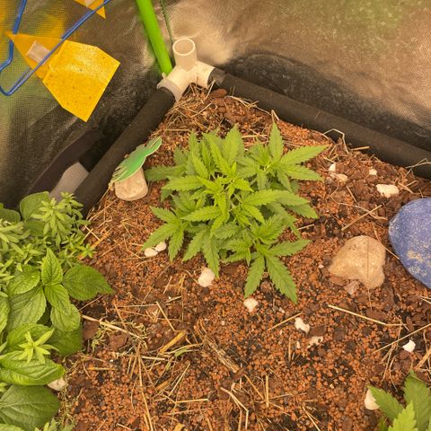 Special Kush growlog timeline photo