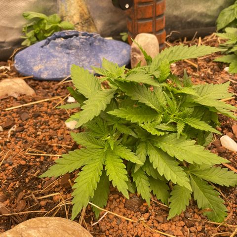 Special Kush growlog timeline photo