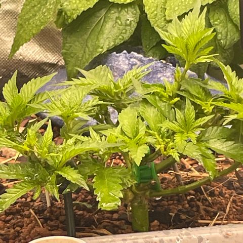 Special Kush growlog photo: Die pflanzen gehen jetzt die letzte Woche vom Wachstumfase durch! Ab nächste Woche werden in die blühten eingeleitet 