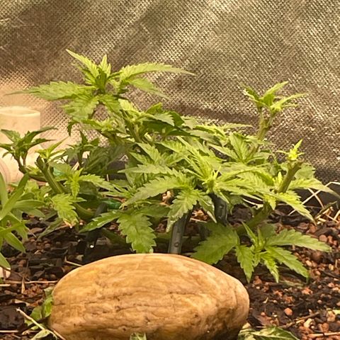 Special Kush growlog photo: Die pflanzen gehen jetzt die letzte Woche vom Wachstumfase durch! Ab nächste Woche werden in die blühten eingeleitet 