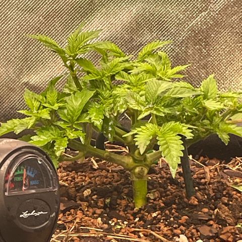 Special Kush growlog photo: Die pflanzen gehen jetzt die letzte Woche vom Wachstumfase durch! Ab nächste Woche werden in die blühten eingeleitet 
