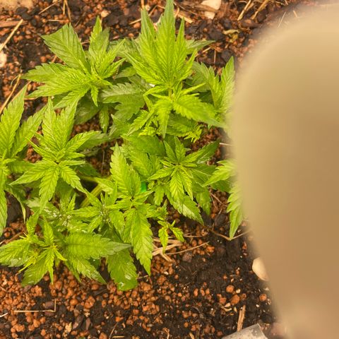 Special Kush growlog photo: Die pflanzen gehen jetzt die letzte Woche vom Wachstumfase durch! Ab nächste Woche werden in die blühten eingeleitet 