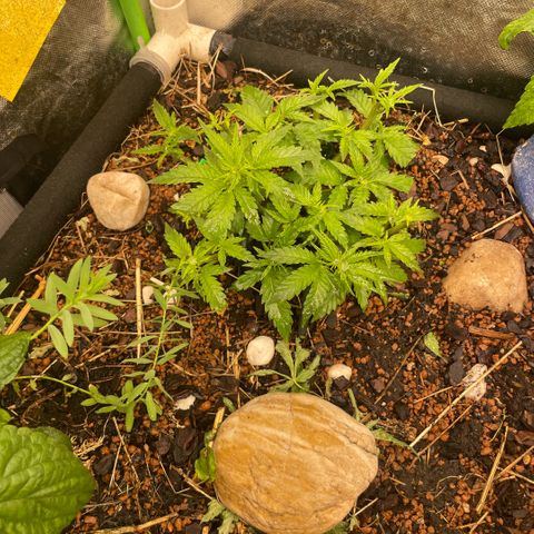 Special Kush growlog photo: Die pflanzen gehen jetzt die letzte Woche vom Wachstumfase durch! Ab nächste Woche werden in die blühten eingeleitet 