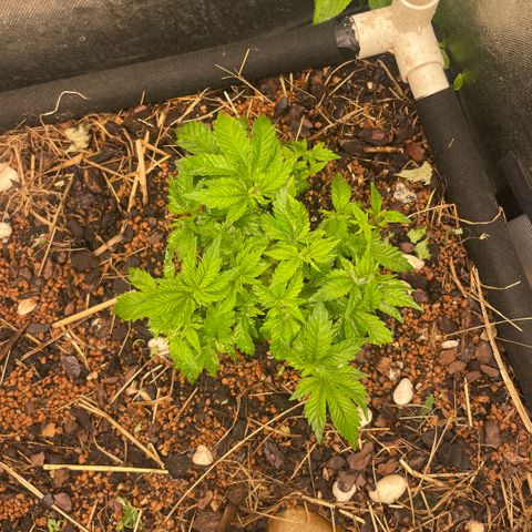 Special Kush growlog photo: Die pflanzen gehen jetzt die letzte Woche vom Wachstumfase durch! Ab nächste Woche werden in die blühten eingeleitet 