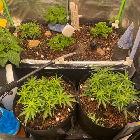 Special Kush growlog timeline photo
