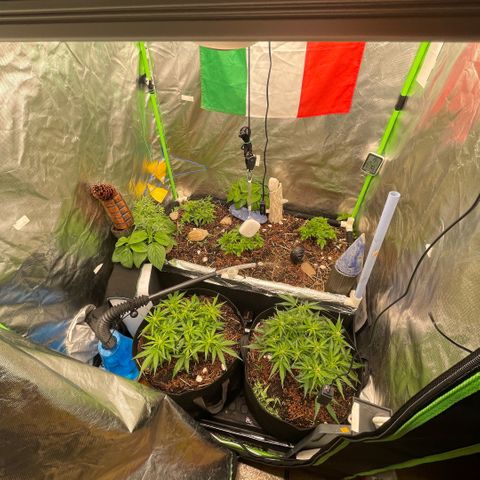 Special Kush growlog timeline photo