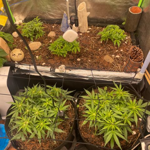 Special Kush growlog photo: Alhamdulilah 🙏 Mashaallah 