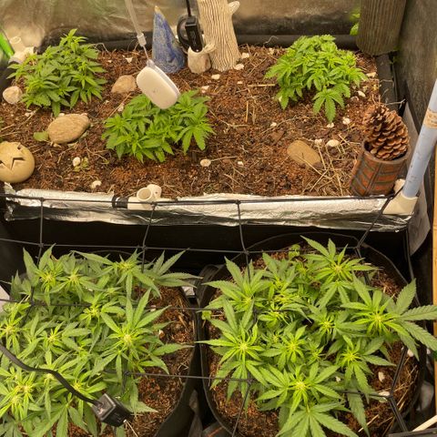 Special Kush growlog timeline photo
