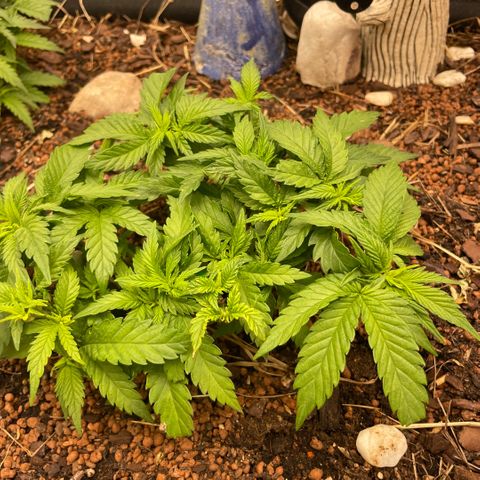 Special Kush growlog timeline photo