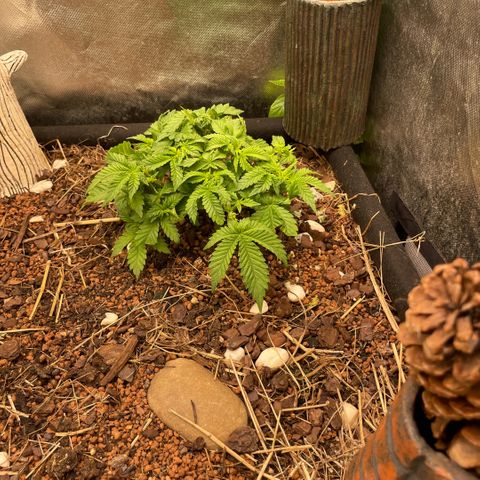 Special Kush growlog timeline photo