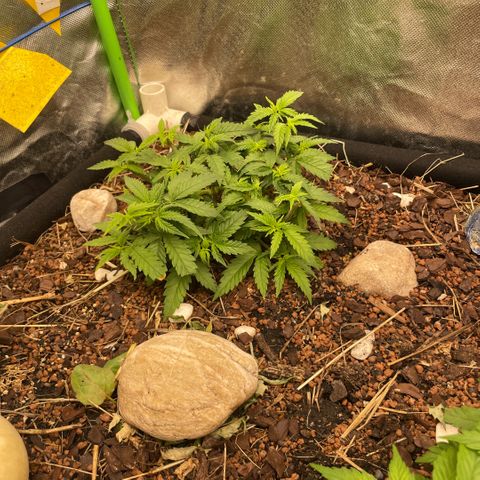 Special Kush growlog timeline photo